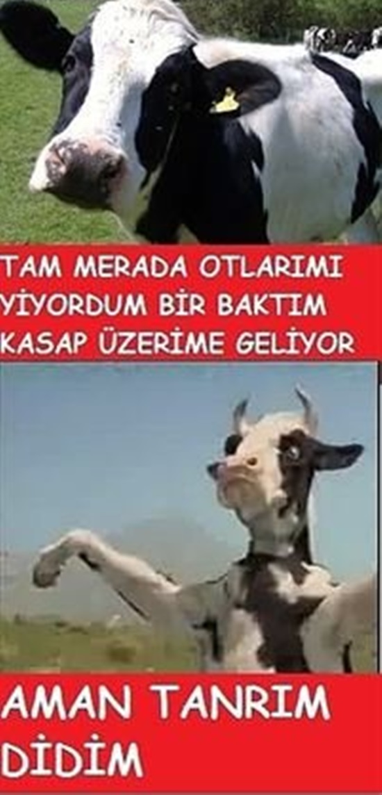 Kurban Bayramı Capsleri 14