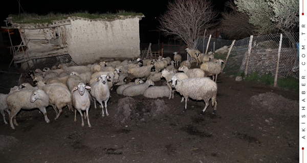 60 Koyunu Telef Olan Çiftçi Şokta!