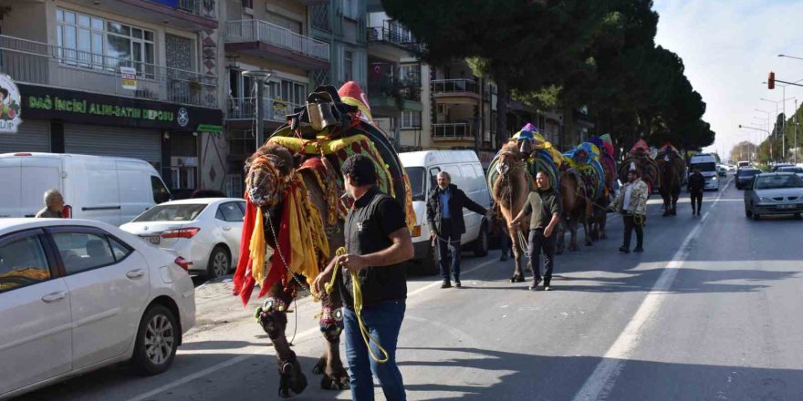 Germencik’te pehlivan develer görücüye çıktı