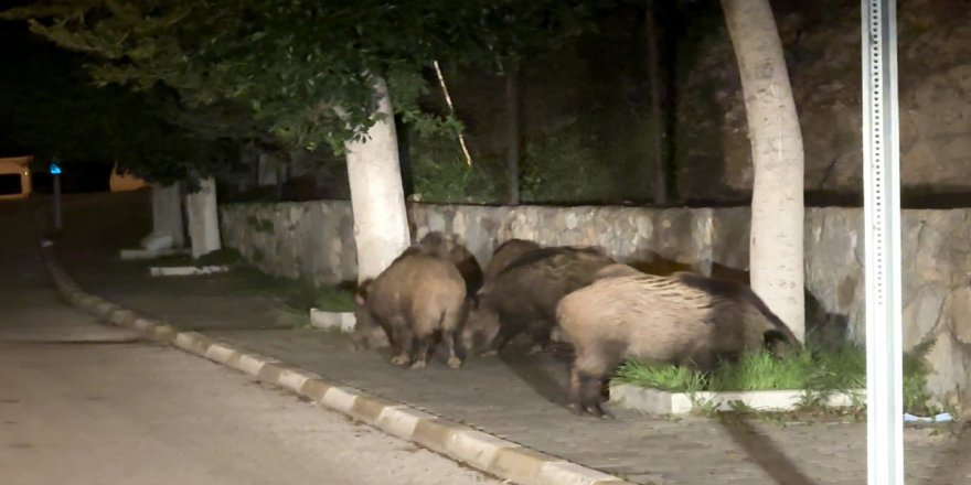 Domuz sürüsü şehre indi