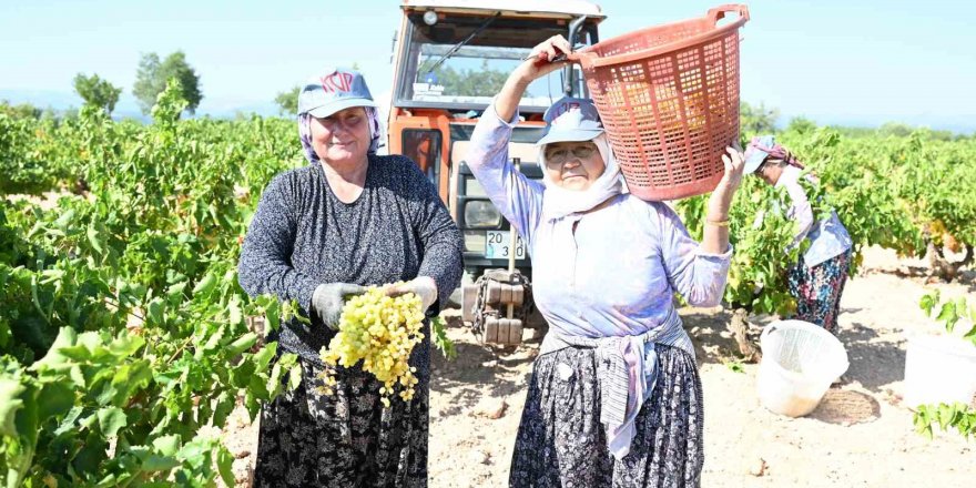 Susuz yetişen meşhur Bekilli üzümünde hasat zamanı