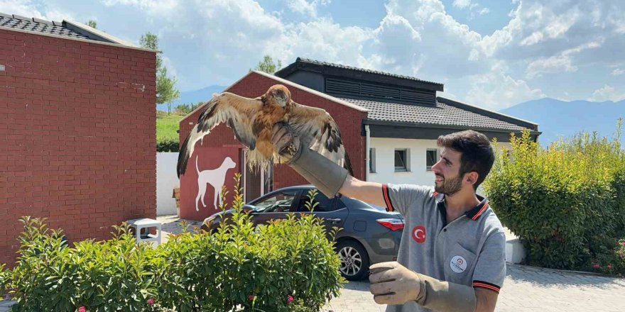 Yaban dostları doğal hayatlarına kavuştu