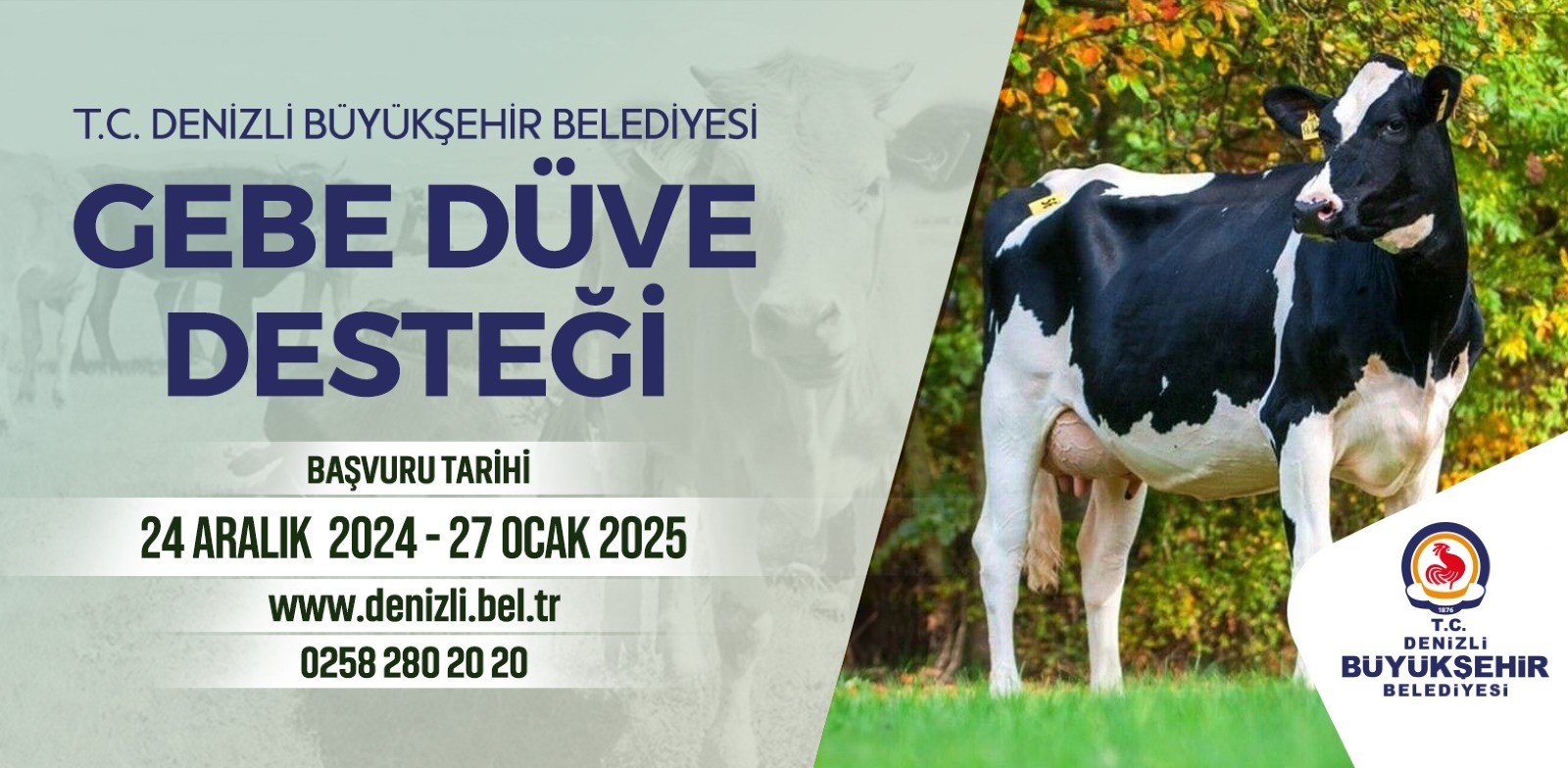 Gebe düve desteği başvuruları başladı!